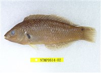 藏品(黑腕海豬魚)的圖片